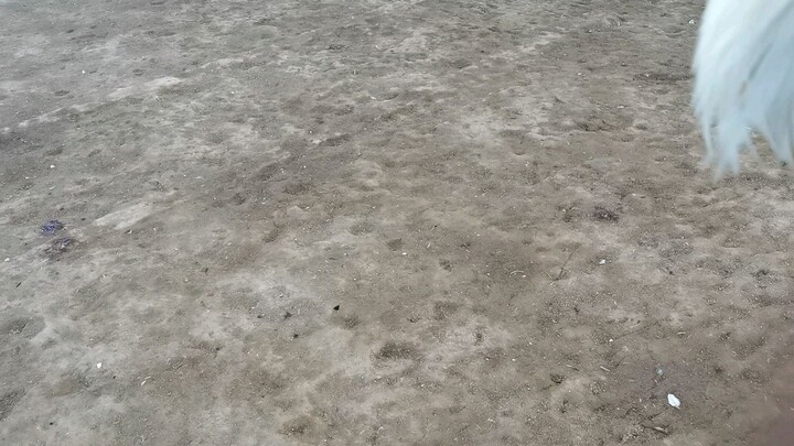 first fight win( white Choco)) May 5 2023