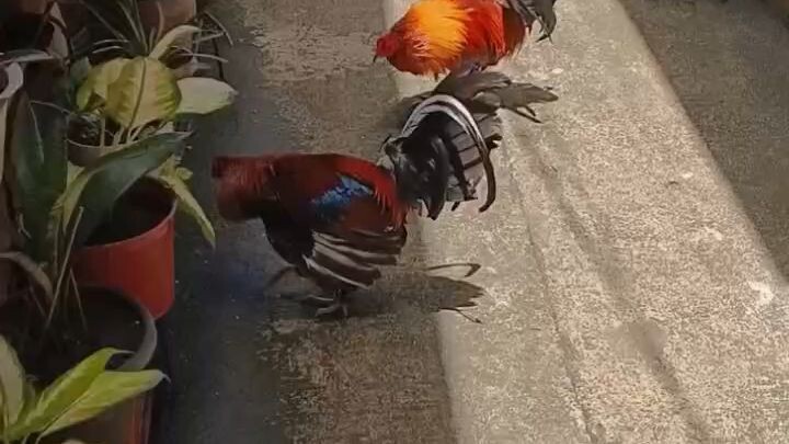 5K Sweater vs HIgh Action Hatch