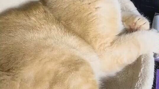 Guru Kucing, jangan begitu