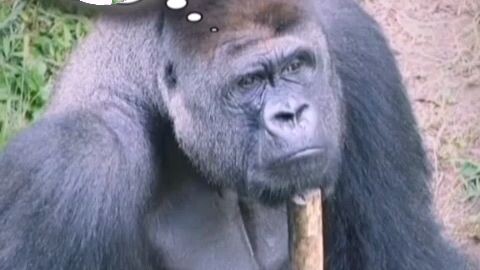 lonely monkey 🐒😂🤣