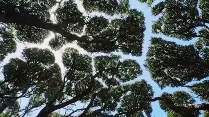 Have you ever thought that trees might actually be socially anxious?