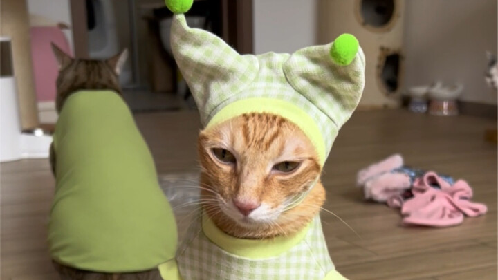 Kucing pada umumnya tidak bisa mengenakan baju ini…