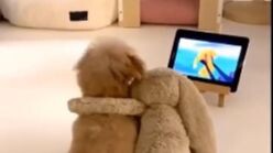 เจ้าสัตว์ตัวน้อยแสนน่ารัก