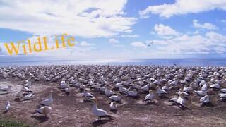 Wildlife