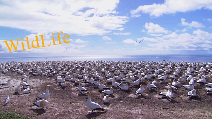 Wildlife