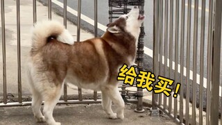 卖面包的来了，二哈吵着要吃，主人要笑死了！