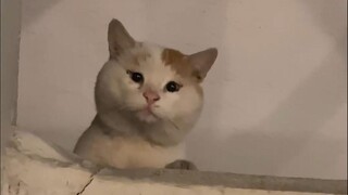 “You guys can’t handle it!!” ②