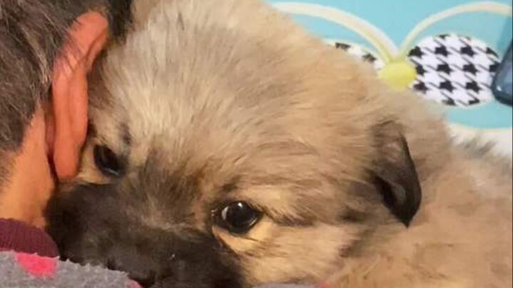 Anak anjing sebenarnya mengerti segalanya. Ia tahu Nenek sangat baik padanya, sehingga selalu menemp