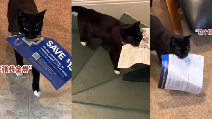 Cat: Don’t worry, Mom—your secretary’s all taken care of!