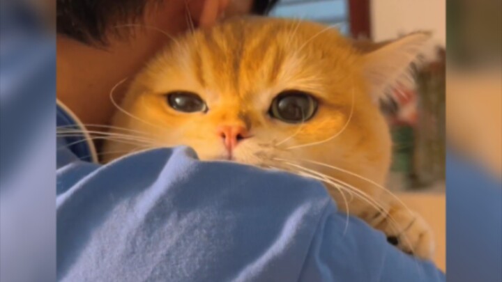 عرضت الفيديو على قطتي، فقالت إنه شاي أخضر جديد للقطط!