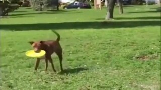 และนี้เราเรียกว่าเดินตลก😂