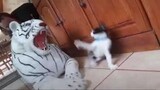 Oh no! Funny Cat Reaction - Funniest Pets Compilation