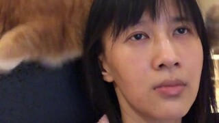 Saya Xiaomi, si kucing oranye, dan sekarang saya menerima berbagai layanan cuci, potong, sisir, dan 