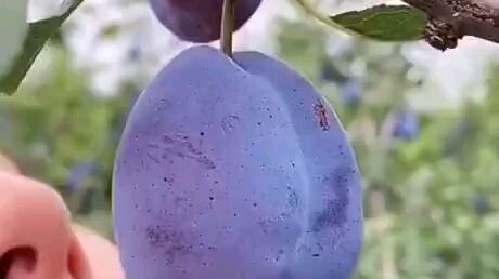 Plum bite 😂😂😂