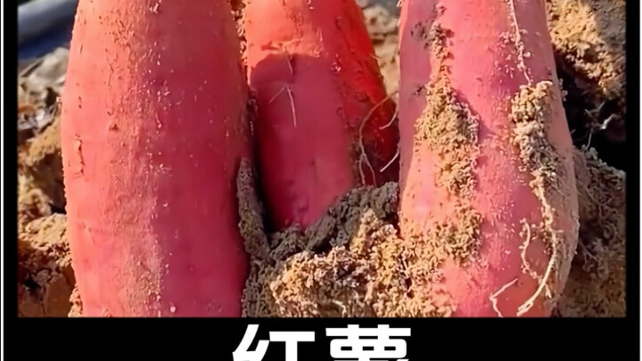 البطاطا الحلوة لذيذة جدًا، فلماذا لم تصبح محصولًا غذائيًا رئيسيًا؟