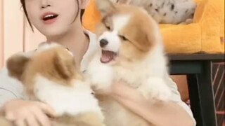 كلبان صغيران تعاركا أثناء البث المباشر.