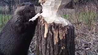 Big raccoon chopping down trees