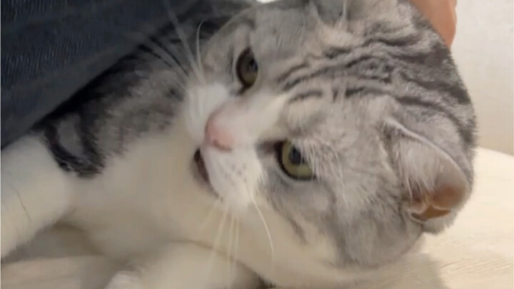 تشيوتشيو: أكره البشر الذين لا يعرفون حدودهم!