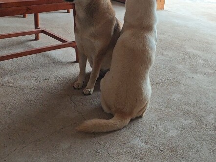 Con có mẹ là báu vật, lớn thế này rồi mà vẫn nũng nịu đòi mẹ ôm hôn.