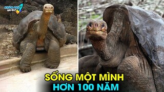 ✈️ Khám Phá 10 Sinh Vật Đáng Thương Và Cô Đơn Nhất Hành Tinh Sẽ Khiến Bạn Rơi Lệ | Khám Phá Đó Đây