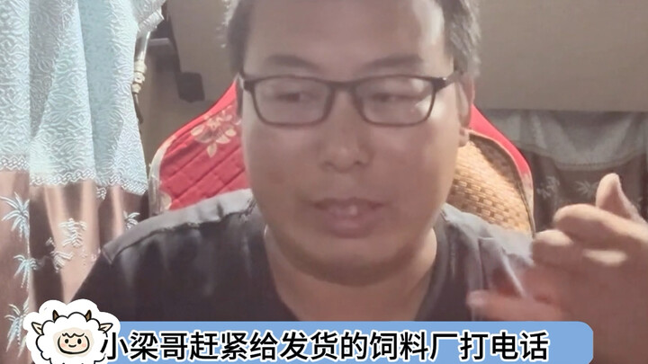 #BrotherXiaoLiang#Ningxia#PigeonFeed#WuzhongNingxia