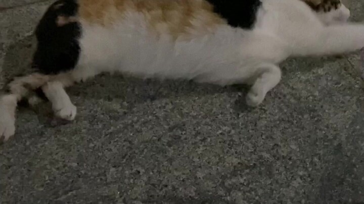 Do Cantonese cats even have to listen to Cantonese?