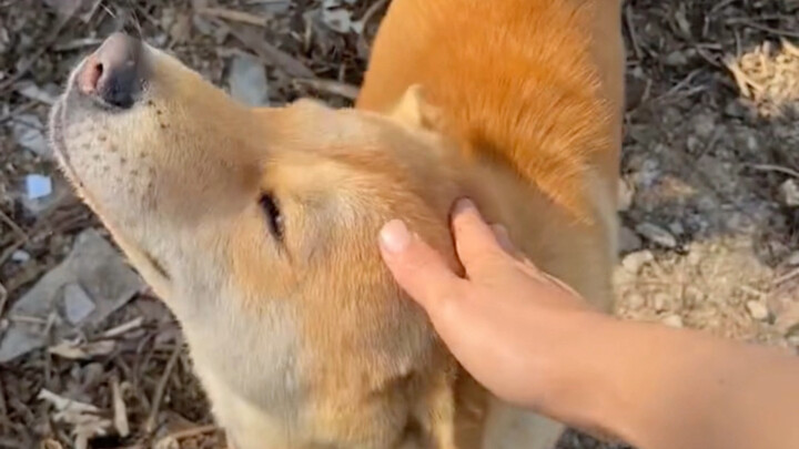 น้องหมาของบ้านผมมาส่งผมกลับบ้านแล้ว