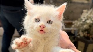 决战狮子猫之猫德学院的新式装备