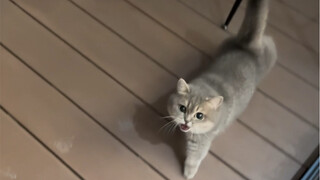 It's my fault for getting scolded by the cat