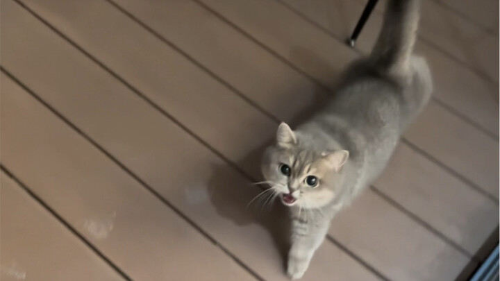 أن توبخني القطة هو ما أستحقه