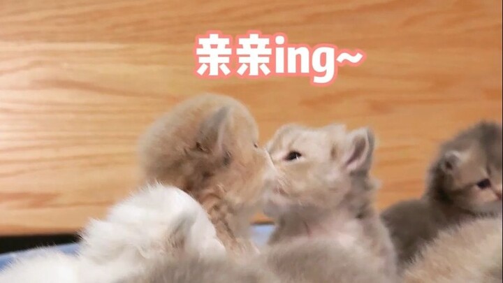 Dengan adanya alat penghangat kasur yang begitu nyaman, siapa yang tidak terlena~~
