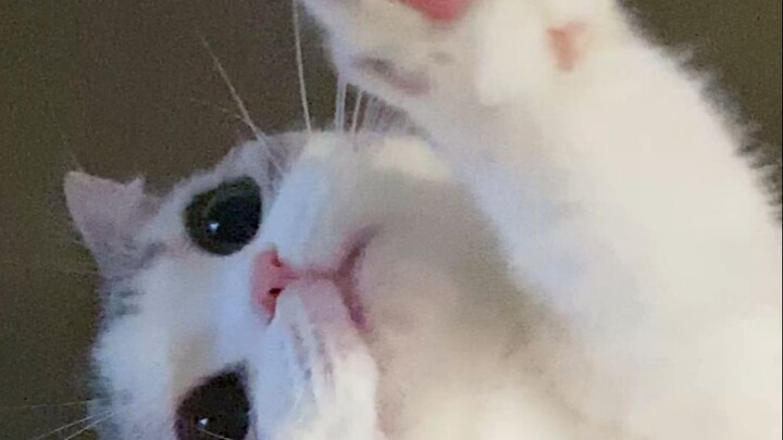 Hari-hari bersama kucing itu benar-benar membahagiakan!