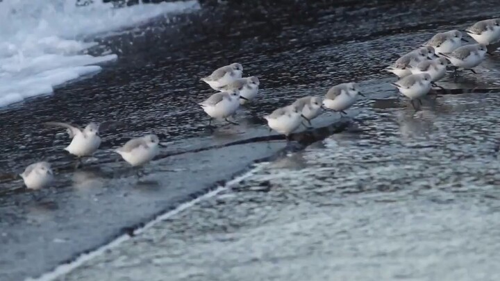 Sassy footwork and tiny steps—three-toed sandpipers gracefully navigating the eye of the storm