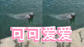 A dolphin is, after all, just a kind of marine puppy!