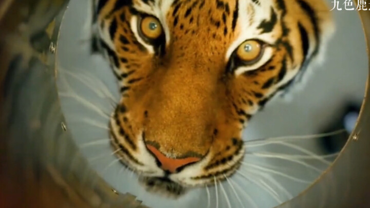 快去请80万天河元帅武松！