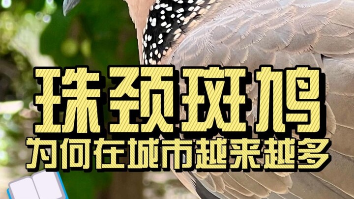 Why are spotted doves becoming more and more common in cities?