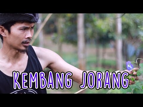 Minuman Alami Racikan Alakadarna #Teh Telang