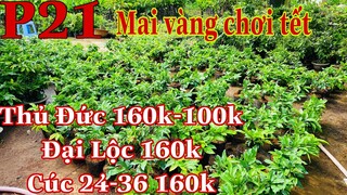 Mai vàng chơi tết p21 | 0706938527 Quế Anh | thủ đức - đại lộc - cúc 24-36 160k - thủ đức 100k