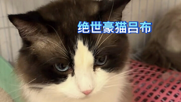 Bubu, the Adorable War God