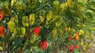 Naga king chilli world hottest chilli