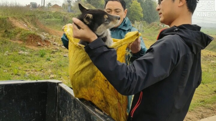 Một cậu bé nông thôn mua một con chó từ một người buôn chó với giá 60 nhân dân tệ. Cậu ấy có thực sự