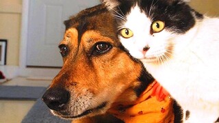 Funny animals - Funny cats / dogs - Funny animal videos 143