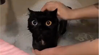 Toothless