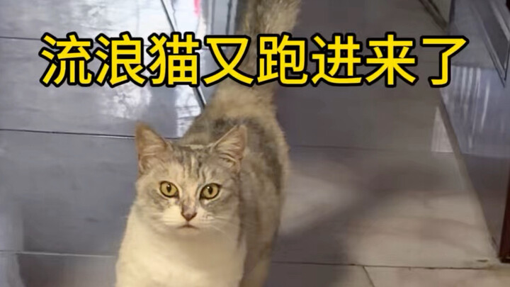 A stray cat showed up at home—why does it keep sizing me up with that look every time?