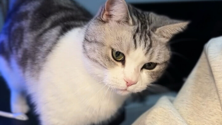 Cats are good, people are bad! It turns out that even kittens are sensible!