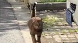 Online catwalk in reverse—who could possibly resist such a goofy little kitten?