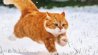 "Kucing oranye besar dari Timur Laut ada di sini!"