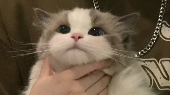 حتى لو كانت القطة صغيرة وصعبة، تبقى ناعمة عند التقبيل.