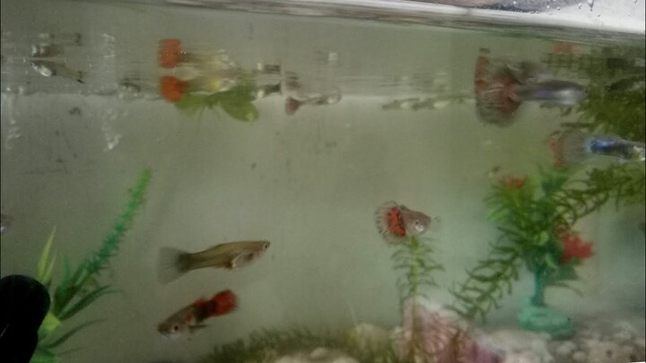ikan guppy di dalam aquarium kecil ternyata bisa berkembang biak