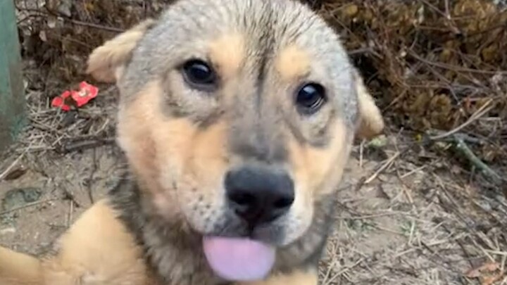 “This is probably why people keep dogs.”